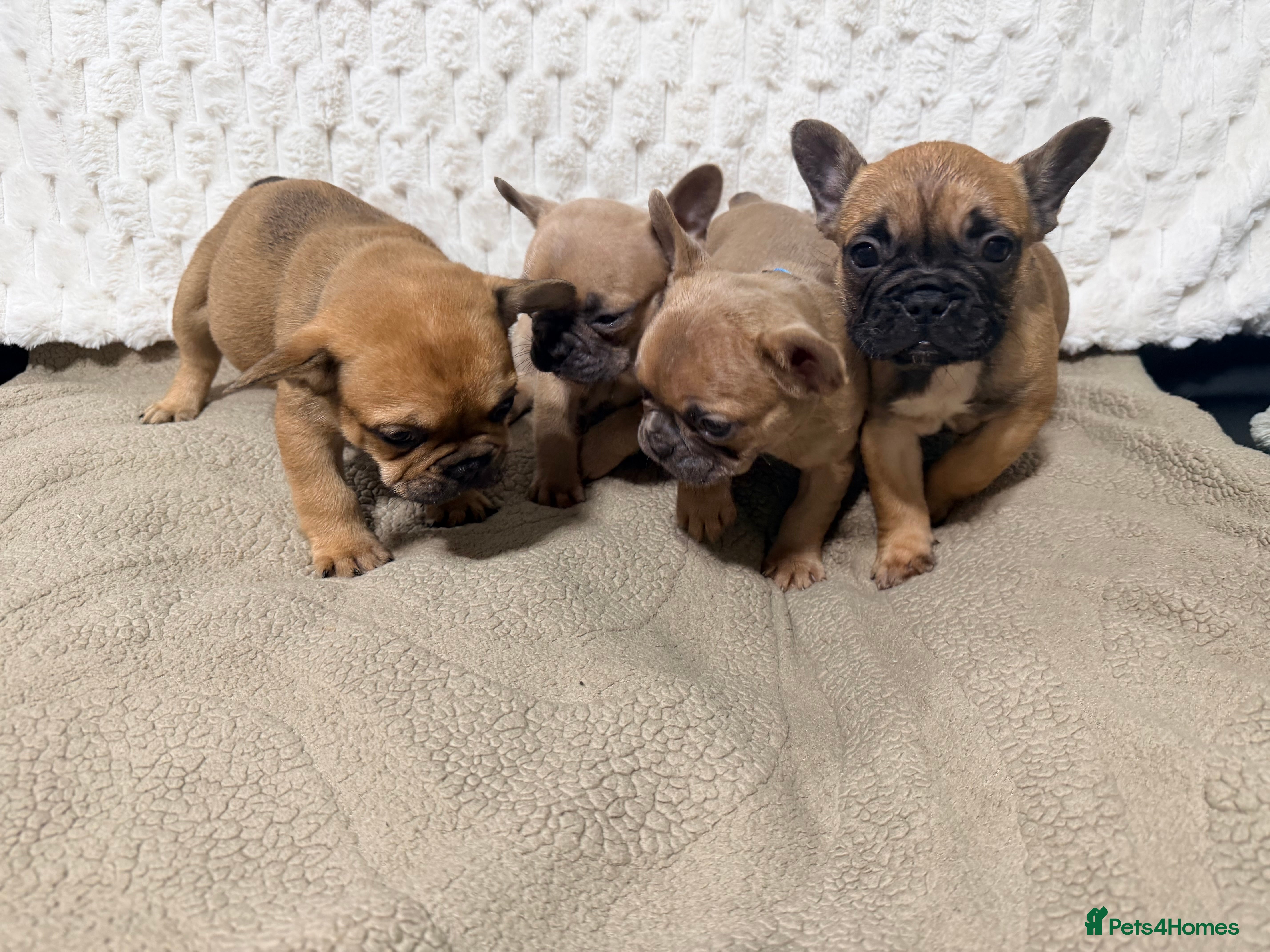 French Bulldog dogs Frenchie pups  - Advert 4