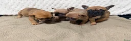 French Bulldog dogs for sale: Frenchie pups  - Advert 1
