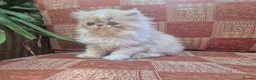 Persian cats for sale: ❤️Exceptional Persian boy-mum imported from 🇨🇳  - Advert 4