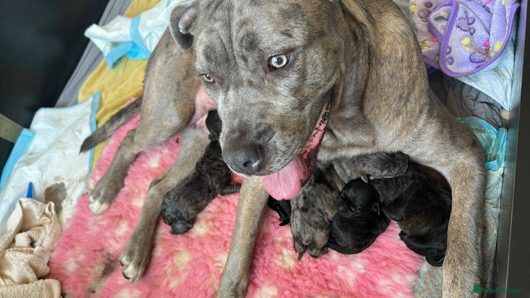 Mixed Breed dogs for sale: Rottie Corso for sale  - Image 16