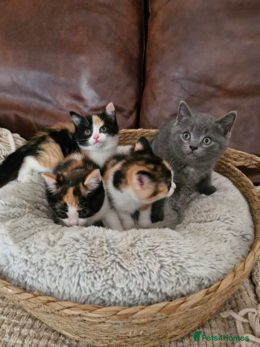 British Longhair cats for sale: 3 female bsh cross  - Image 12