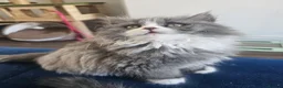 British Longhair cats for sale: 2 girls 1 boy British longhair mix - Advert 9