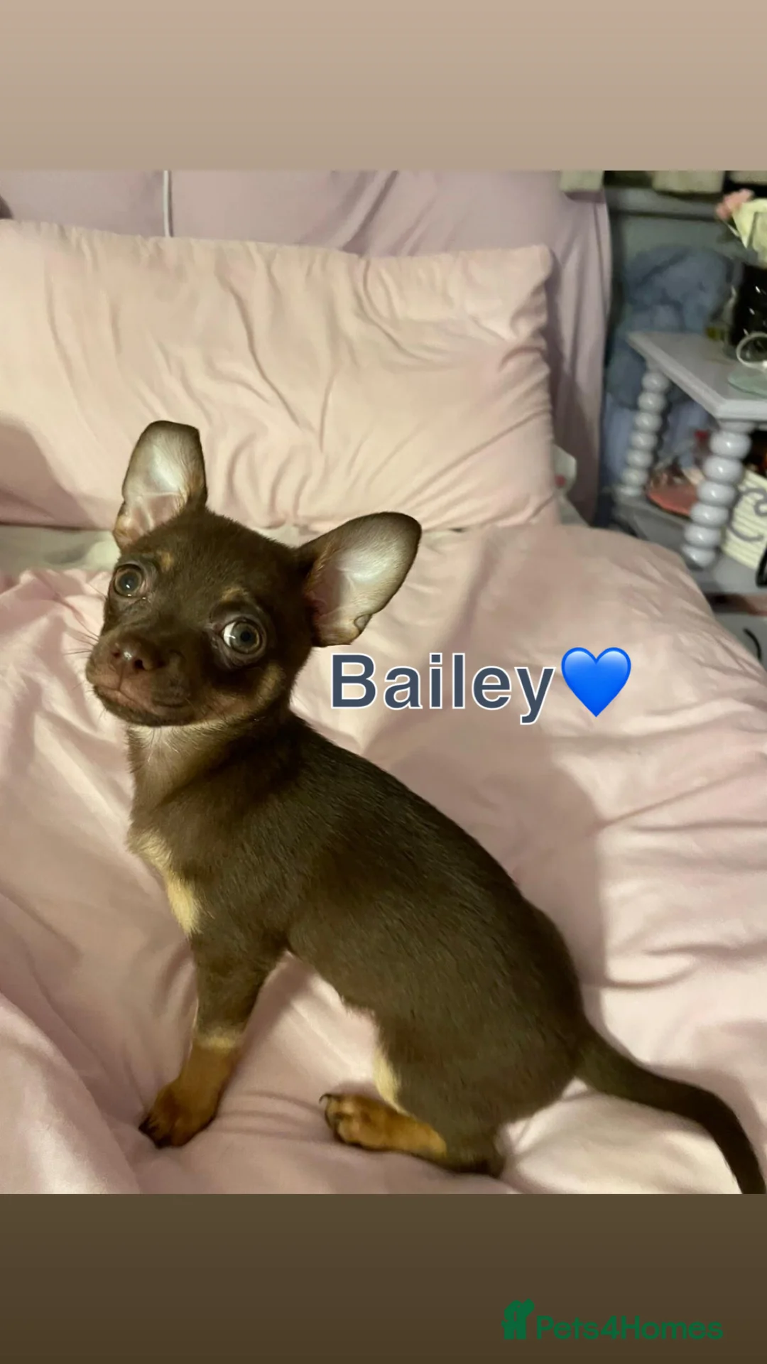 Chihuahua dogs for sale: Chihuahua Puppies  - Advert 11