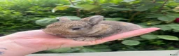 Mini Lop rabbits for sale: Mini lop / Netherland dwarf 3x males  - Advert 3