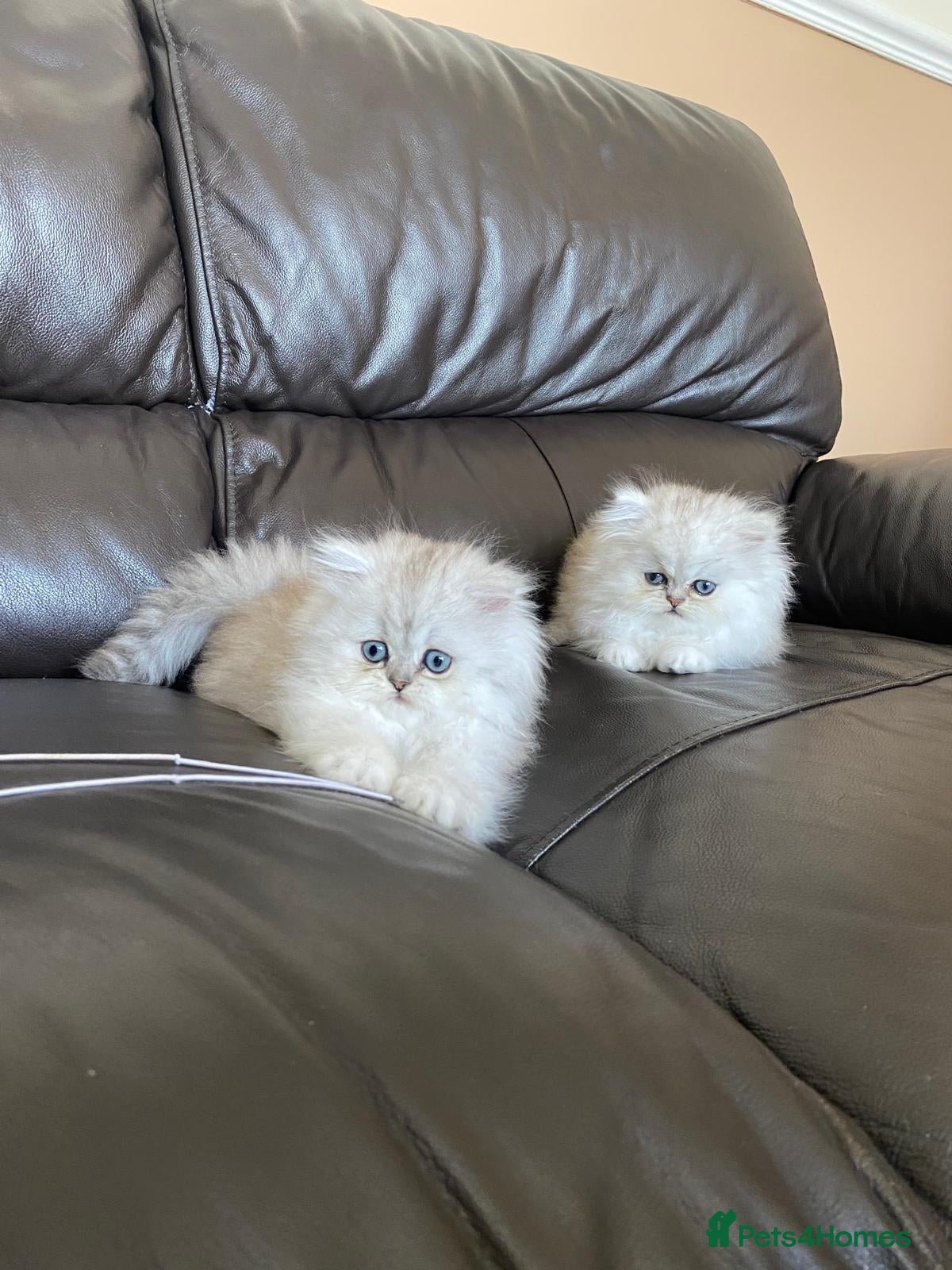 Persian cats Ready to leave!!!!! - Advert 1