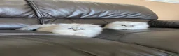 Persian cats for sale: Ready to leave!!!!! - Advert 1