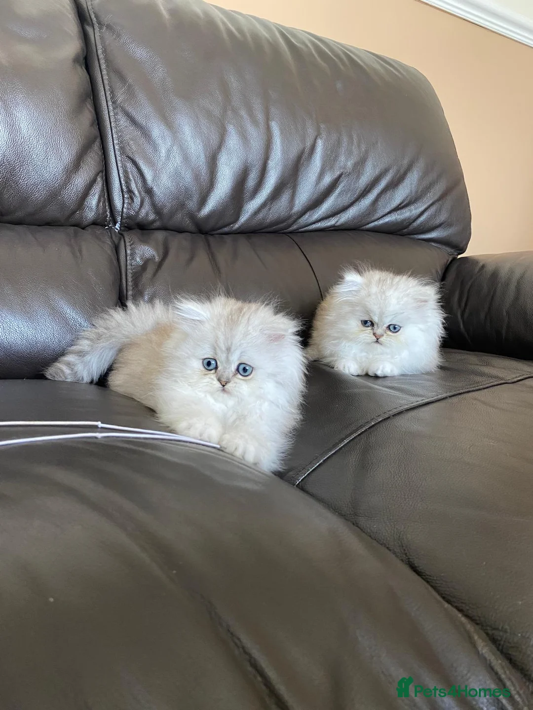 Persian cats for sale: Ready to leave!!!!! - Advert 1