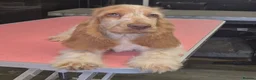 Cocker Spaniel dogs for sale: Exceptional True Show winning Champion Cockers. - Advert 3