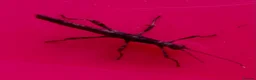 Stick Insects invertebrates for sale: Spiny Stick Insects Looking for a New Home in Leicester - Advert 3