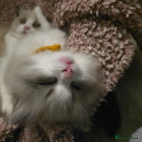 Ragdoll cats 🐾 Only 1 Beautiful Mink Ragdoll left 🐾 - Advert 4