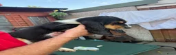 Basset Hound dogs for sale: Long haired basset hound puppies in Port Talbot - Advert 12