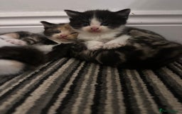 Mixed Breed cats for sale: 5 beautiful kittens for sale  - Image 21