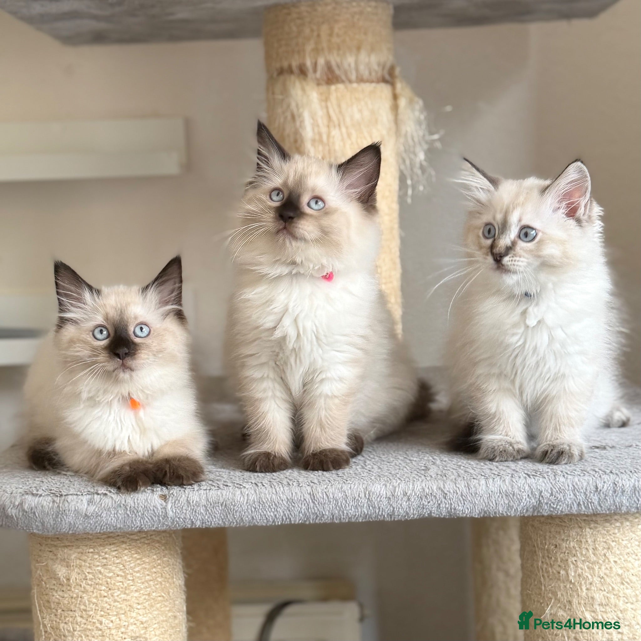 Ragdoll cats TICA Registered - Cuddly, Gentle, Affectionate - Advert 2