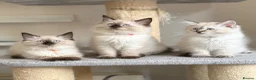 Ragdoll cats for sale: 1 Girl & 2 Boys - TICA Registered - Cuddly, Gentle - Advert 3
