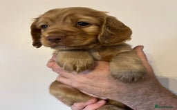 Cocker Spaniel dogs for sale: Cocker spaniel puppies - Image 5