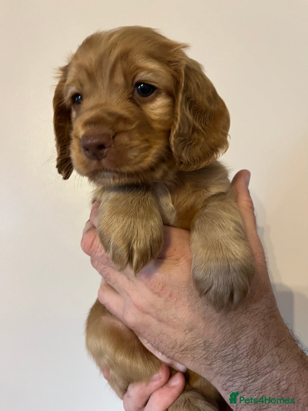 Cocker Spaniel dogs for sale: Cocker spaniel puppies - Image 5