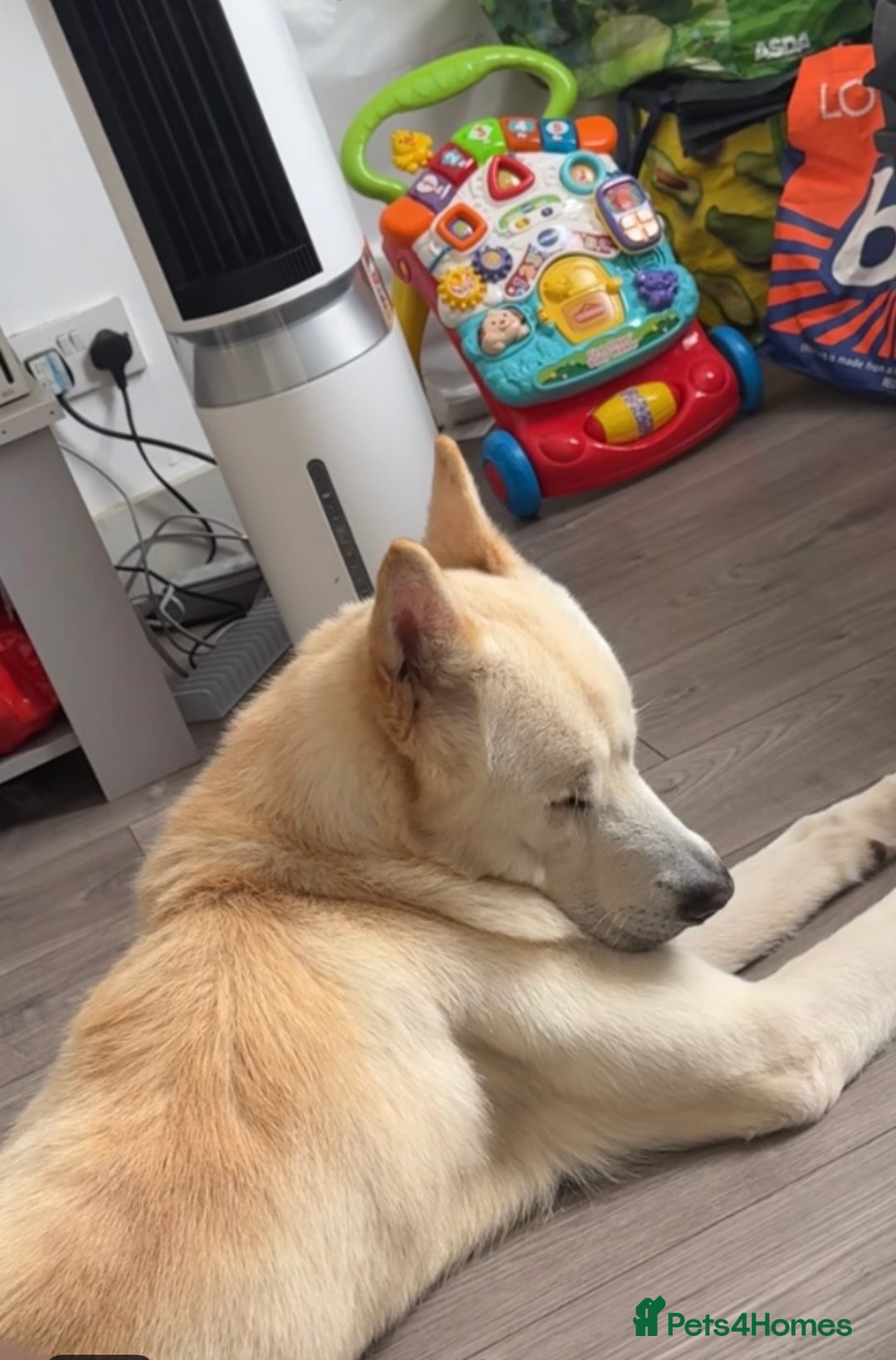 Pomsky dogs for sale: Kye - Pomsky - Advert 5