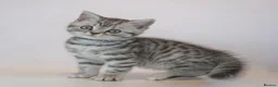 British Shorthair cats for sale: Stunning Classic British shorthair kittens - Advert 3
