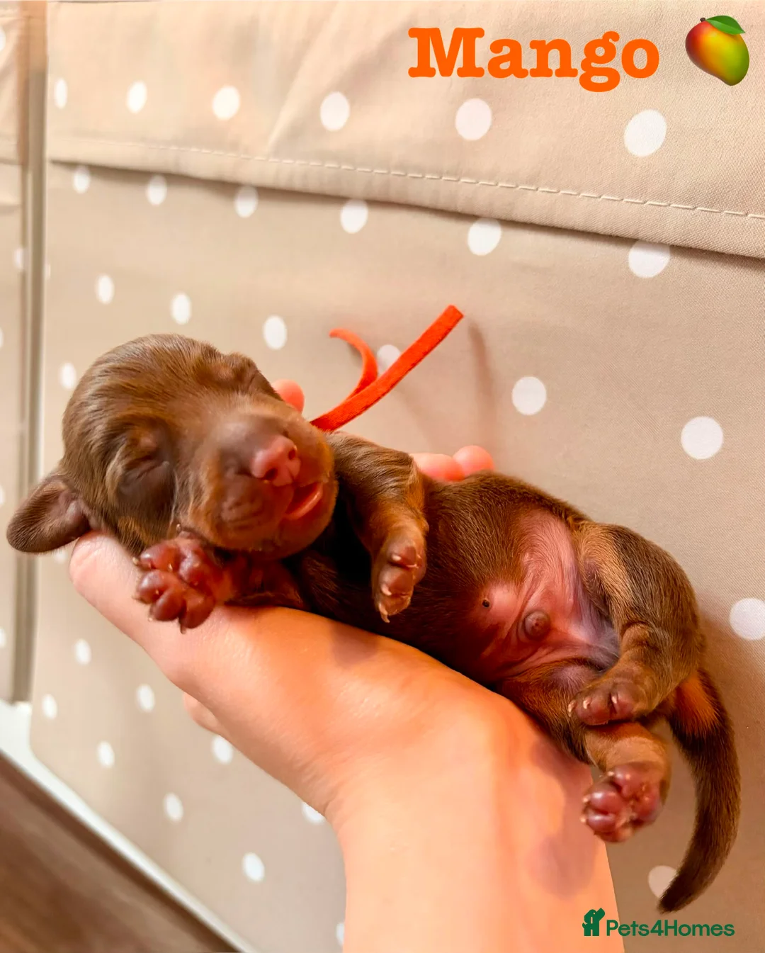 Miniature Dachshund dogs for sale: Beautiful pedigree miniature dachshund  - Advert 1