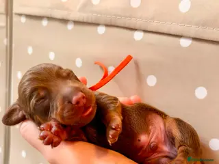 Miniature Dachshund dogs Beautiful pedigree miniature dachshund - Advert 2