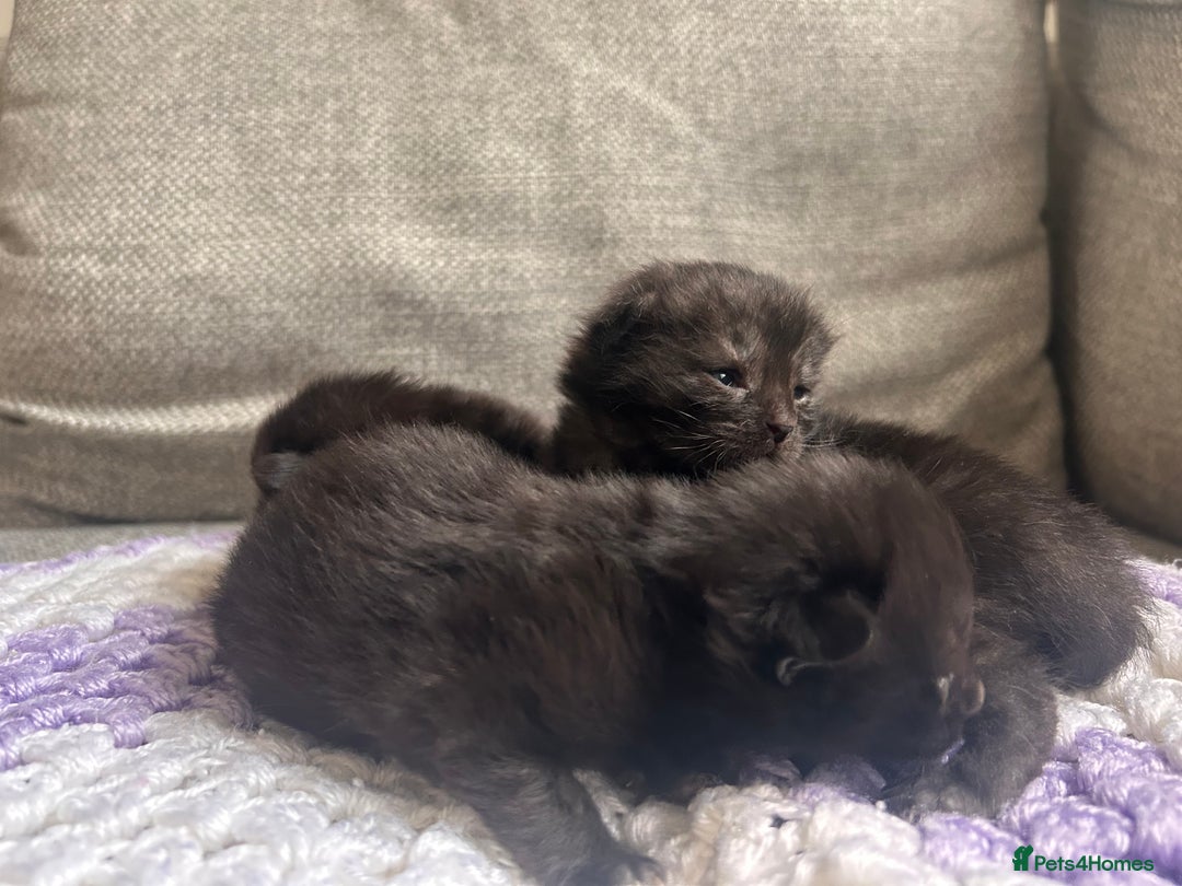 Maine Coon cats for sale: Maine coon x BSH babies  - Image 8