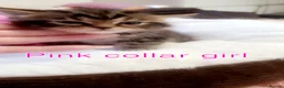 Mixed Breed cats for sale: Tabby British blue kittens  - Advert 5