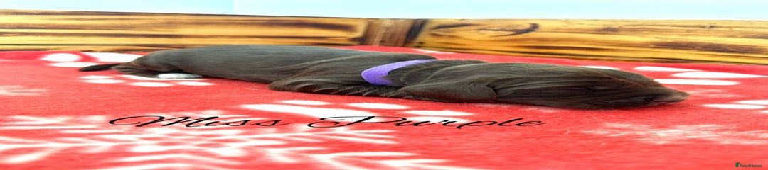 Miss Purple