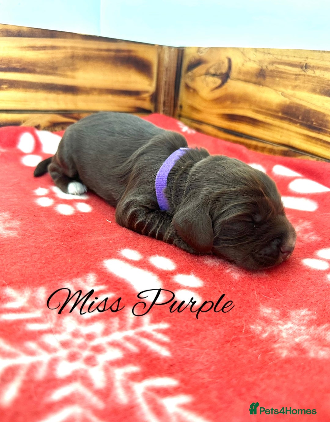 Cocker Spaniel dogs for sale: Outstanding KC Cocker Spaniel Puppies - Image 7