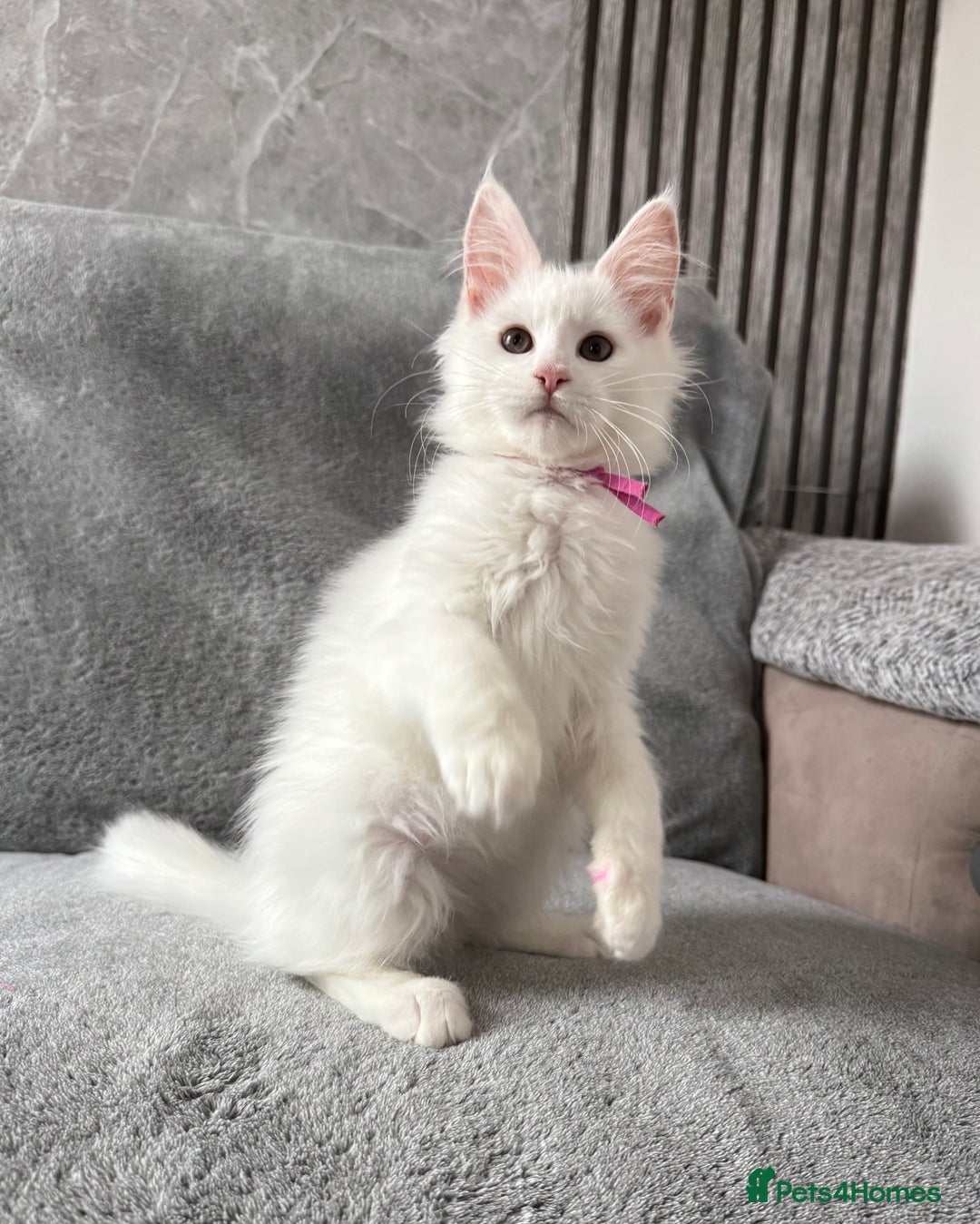 Maine Coon cats for sale: Maine Coon Kittens TICA Registered Cattery  - Image 23