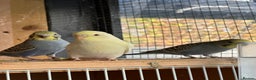 Budgerigars birds for sale: Young Female baby budgies - Advert 1