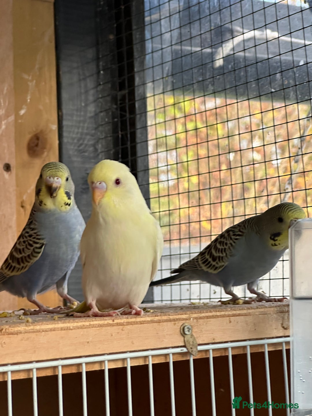 Budgerigars birds for sale: Young Female baby budgies - Image 1