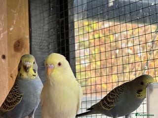 Budgerigars birds - Advert 6