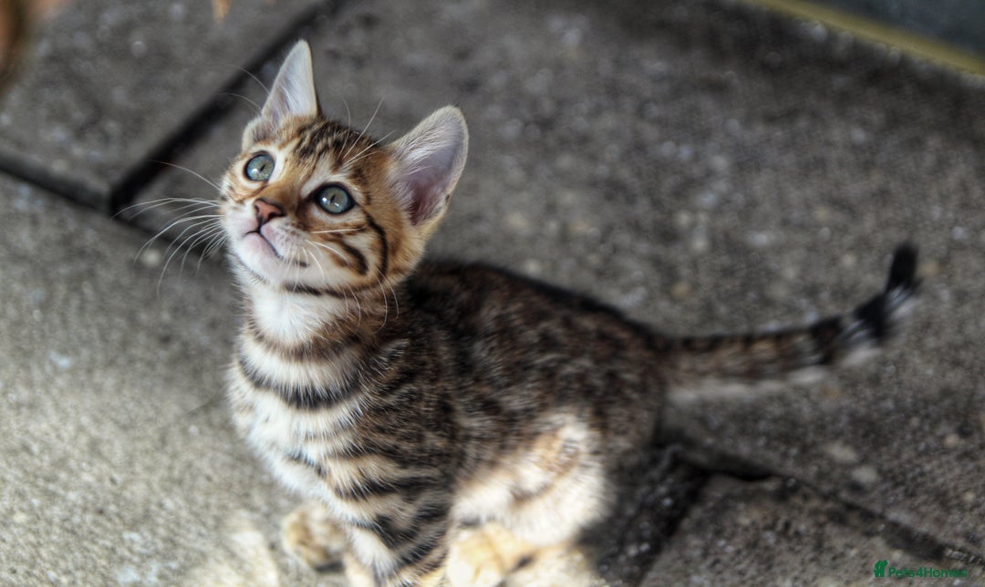 Bengal cats for sale: 🤎 WORLD CLASS BENGAL KITTENS 🤎 - Image 6