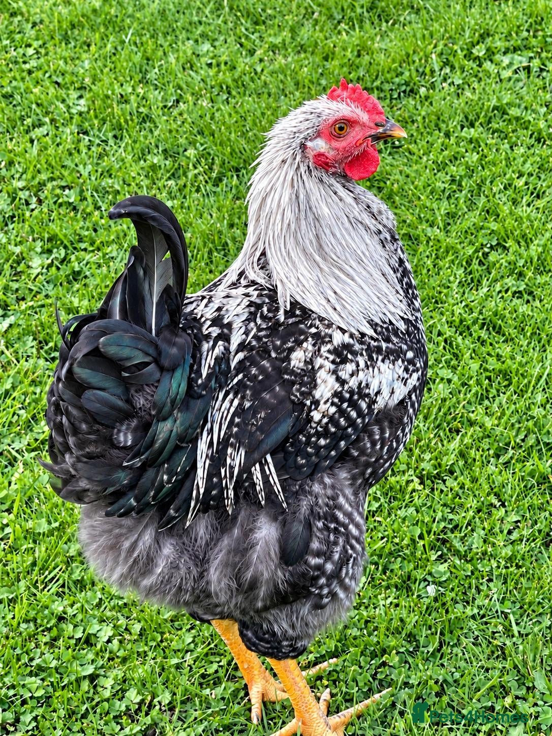 Mixed Breed poultry  2 Cockerels & 2 Pullets. Mixed Breed   - Advert 18
