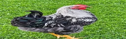 Mixed Breed poultry for sale:  2 Cockerels & 2 Pullets. Mixed Breed   in Brampton - Advert 1