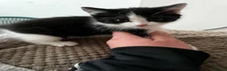 Mixed Breed cats for sale: 3 Loving Domestic Kittens waiting for loving homes in Stoke-on-Trent - Advert 11