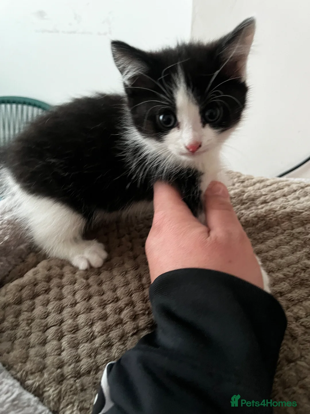 Mixed Breed cats for sale: 3 Loving Domestic Kittens waiting for loving homes in Stoke-on-Trent - Advert 11