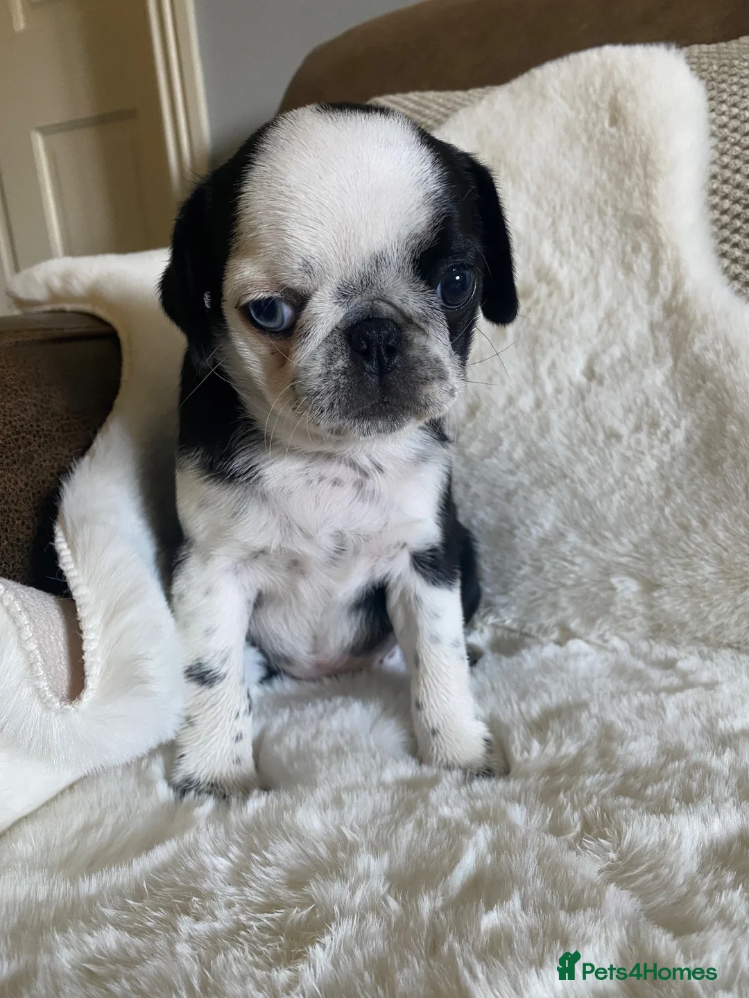 Pug dogs for sale: Beautiful panda girl ready to leave now 🐶 - Advert 6