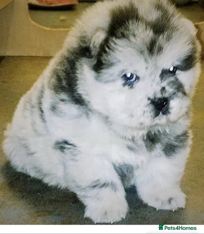 Chow Chow dogs - Advert 10