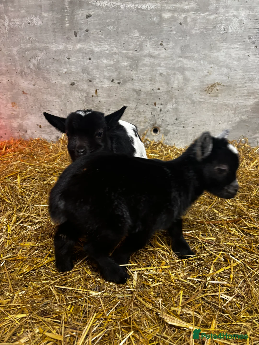 Goats livestock for sale: Nanny Pygmy Goat with Twins at Foot  - Advert 2
