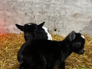 Goats livestock Nanny Goat with Twins at Foot - Advert 2