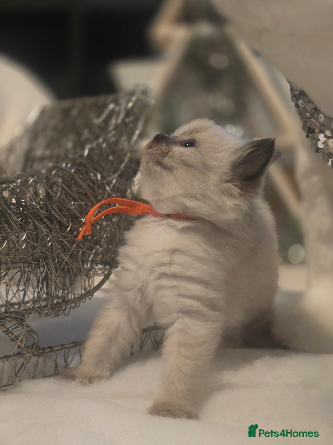 Ragdoll cats for sale: Precious GOOF Registered Ragdoll Kittens - 3 Girls - Advert 6