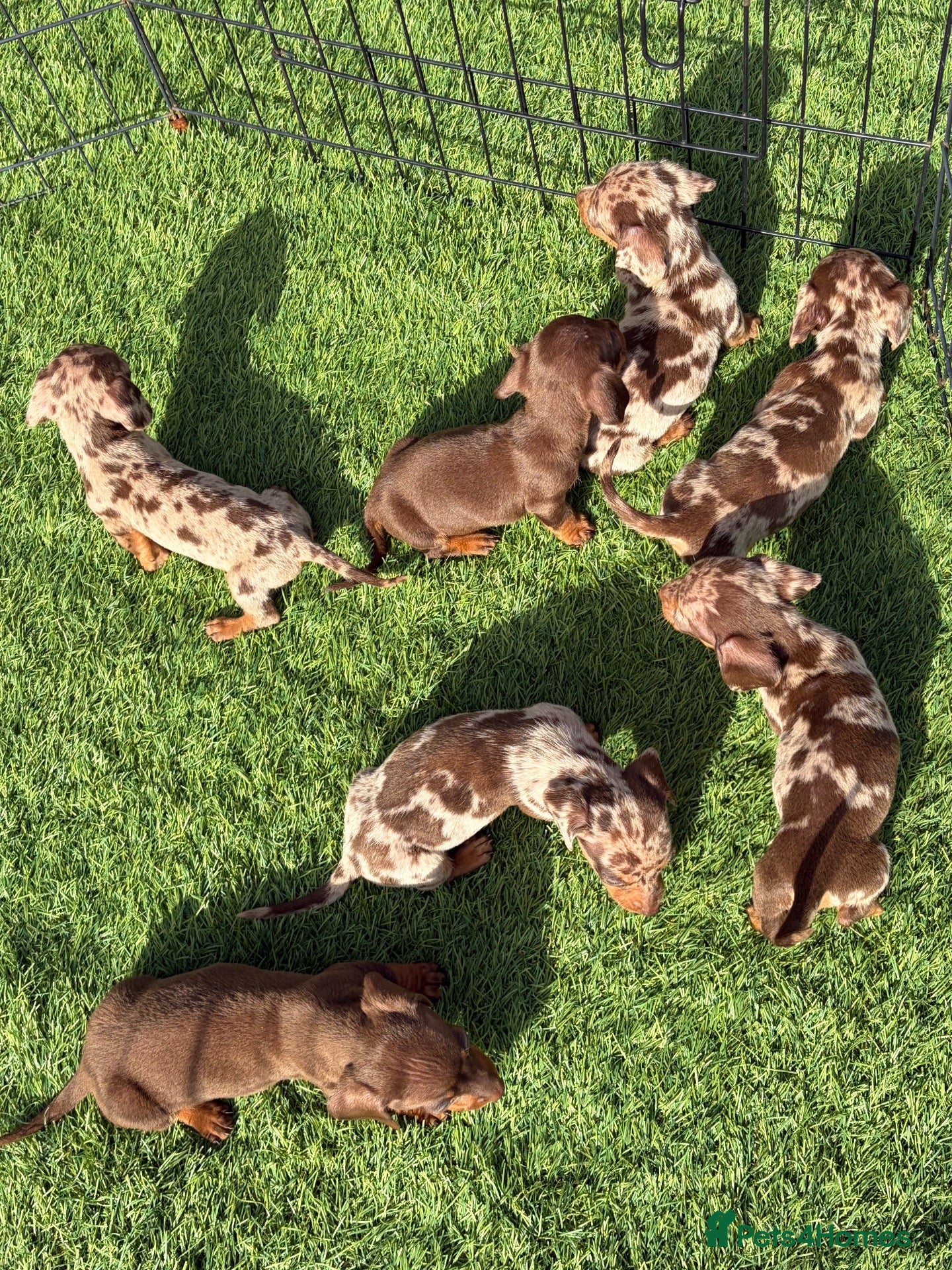 Miniature Dachshund dogs for sale: Miniature Dachshund Puppies - Advert 1