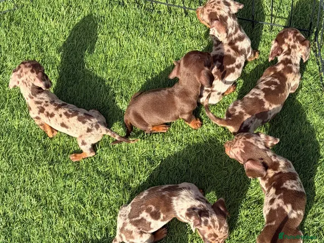 Miniature Dachshund dogs for sale: Miniature Dachshund Puppies - Advert 1