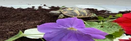 Hermann Tortoise reptiles for sale: Baby Hermanns tortoises available. Setups also ava - Advert 6
