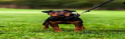 Lakeland Terrier dogs for stud: Working lakeland terrier  - Advert 6