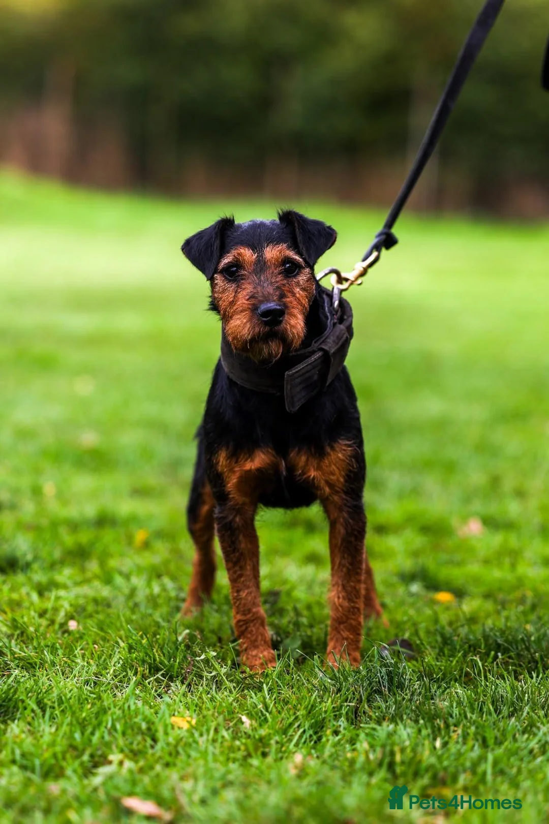 Lakeland Terrier dogs for stud: Working lakeland terrier  - Advert 6