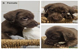 Cockerdor dogs for sale: Cockerdors puppies - Advert 6