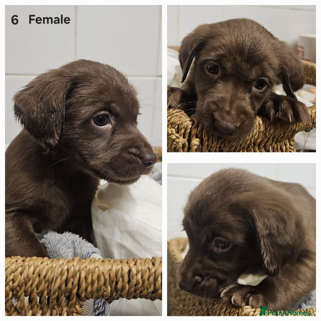 Cockerdor dogs for sale: Cockerdors puppies - Advert 6