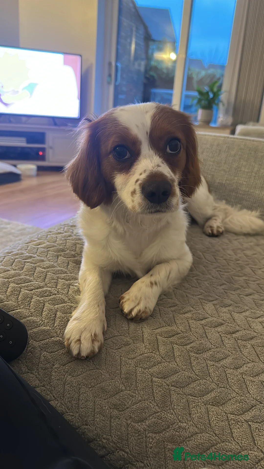 Cavachon dogs for sale: 14 month old Cavachon - Advert 6